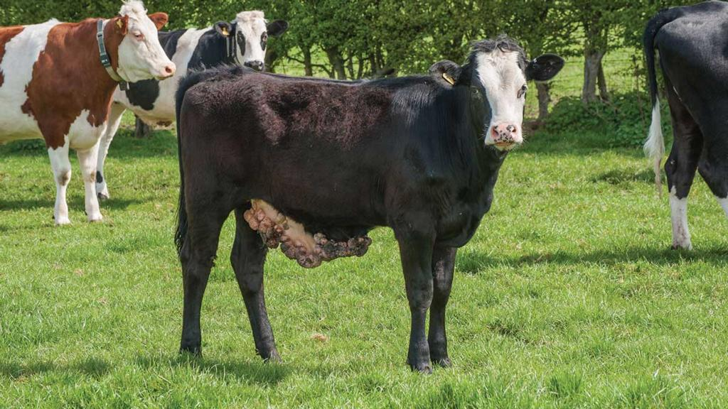 Cattle Warts: What Is It And How To Treat It? - Meg Live