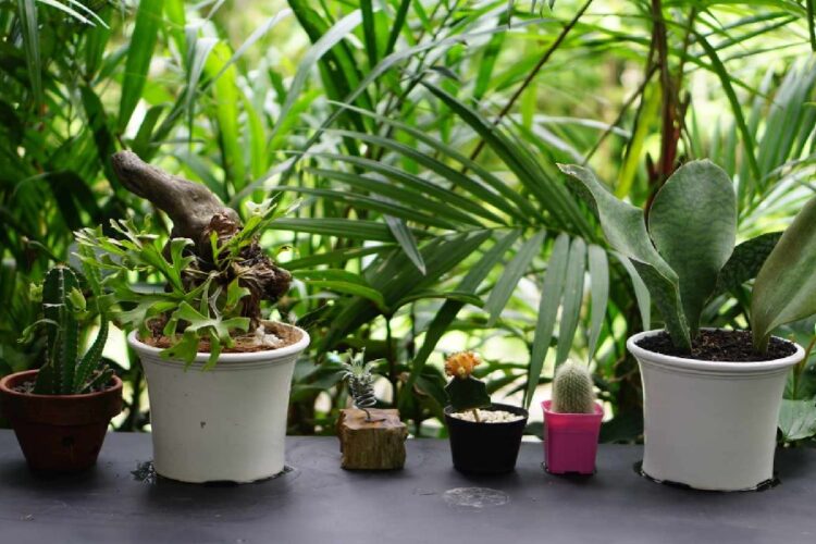 Maximizing Profits with Wholesale Nursery Containers